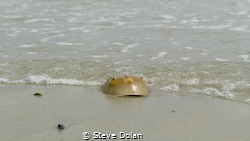 “Leaving the Sea” Horseshoe Crab at the waters edge in Pl... by Steve Dolan 